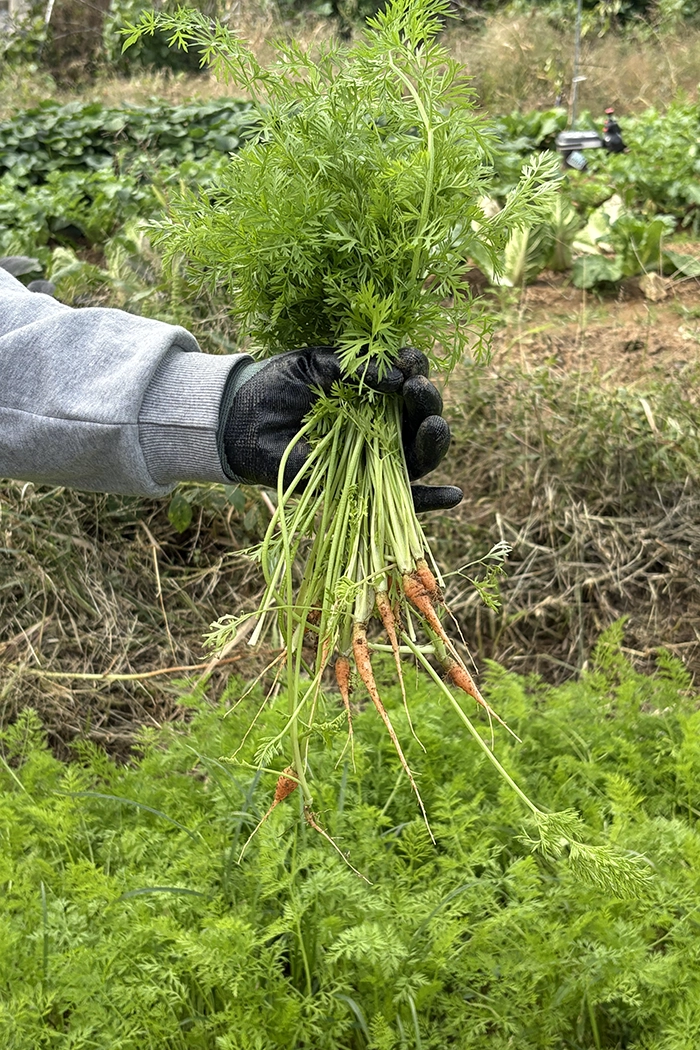 Harvested by hand